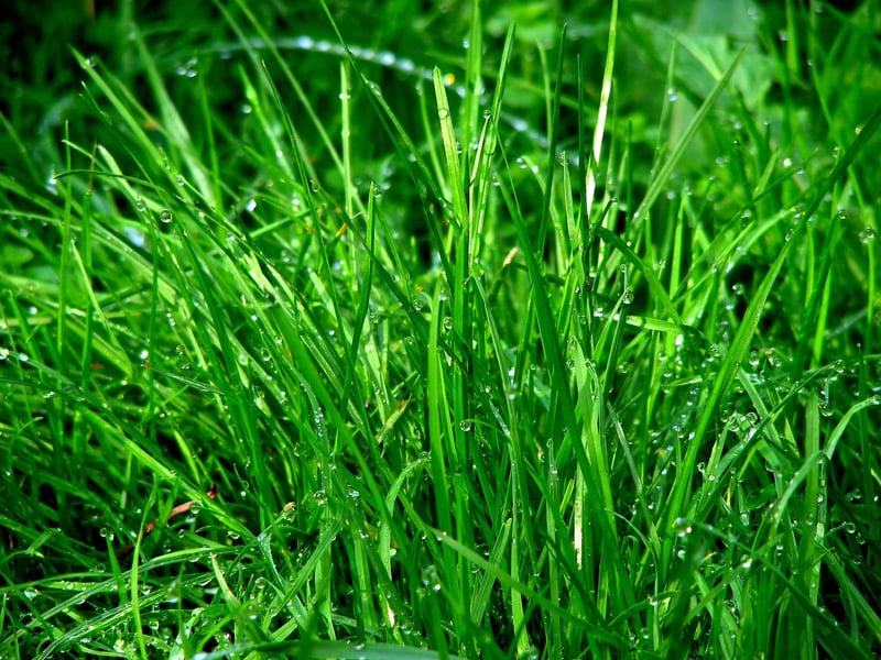 Greenery Patterns