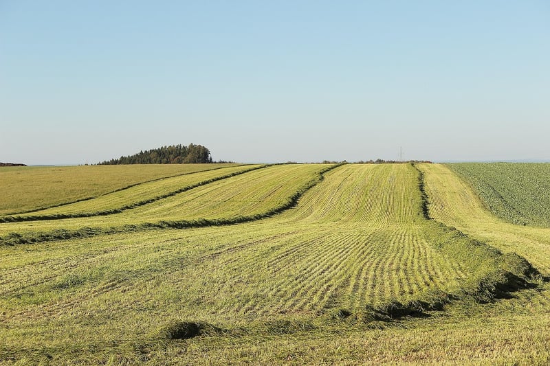 Meadow Landscapes