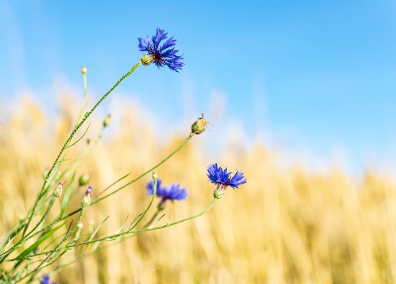 Wildflower Blooms