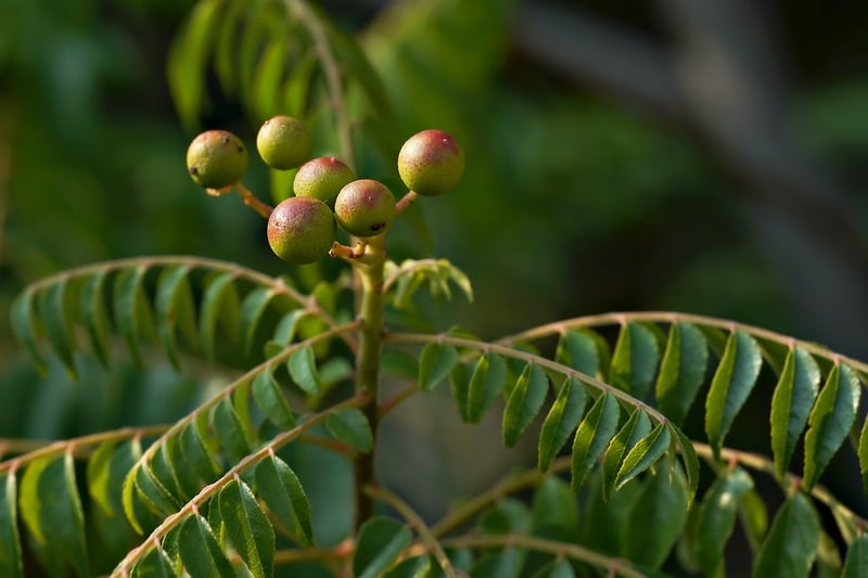 Plant-Themed Ornaments