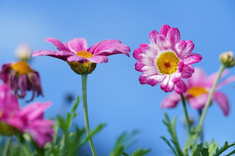 Wildflowers